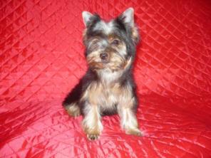 �����������  ������  -  �����  -  �����  ������� !