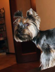 ������� ������, ����, ����� �. �������������