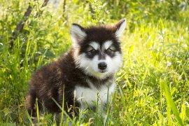 ����� ������������ ��������.