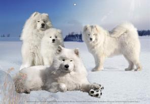 ����� ��������� ������ ��������� ������� �����