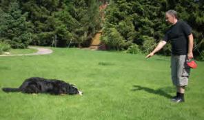 Новые и проверенные временем методики дрессировки!