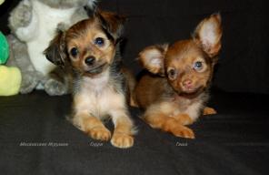 ����� �������� ��� ������� �.�.