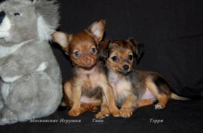 ����� �������� ��� ������� �.�.