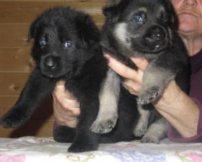 ��� ����� ���������� � ������� ������