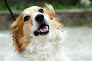 �����-�����, ������ ������� ���� ���