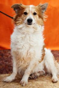 �����-�����, ������ ������� ���� ���