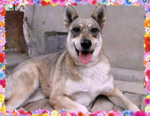 �����-��� �������)