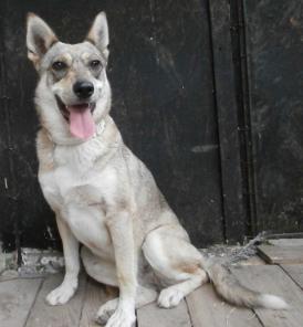 �����-��� �������)