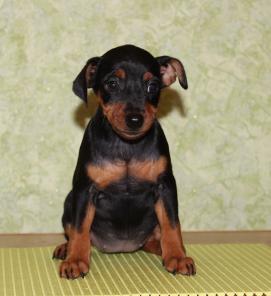 ����� ������������ �� ���������