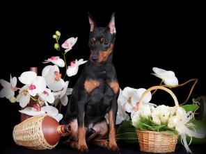 ����� ������������ �� ���������