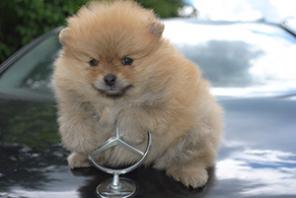 ��������� ����� ������������ �����( ����) �� �����