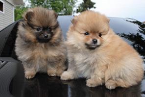 ��������� ����� ������������ �����( ����) �� �����