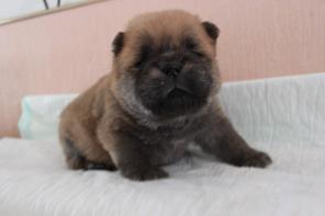 ����� ���-���