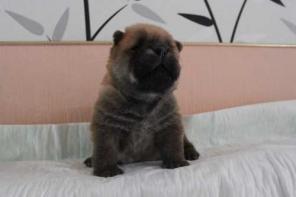 ����� ���-���