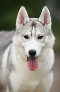 ����������� ����-����� ������� ��������� �����