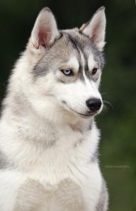 ����������� ����-����� ������� ��������� �����