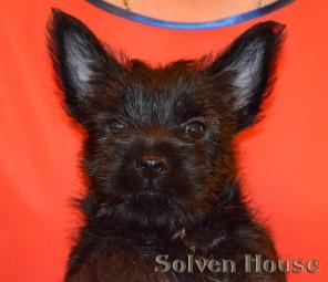 ����� ���� �������. ����, ��������, �������