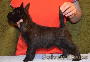 ����� ���� �������. ����, ��������, �������