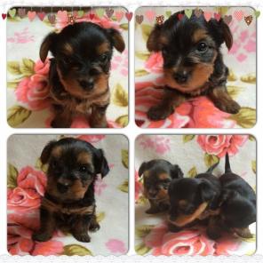 ����������� ������, ��� �������.