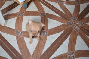 �������� ������� �������.