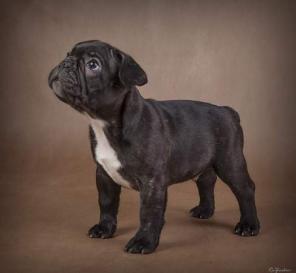 Щенок французского бульдога