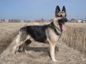 Щенки восточноевропейской овчарки