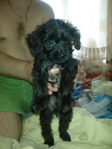 ����� ����