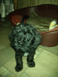 ����� ����