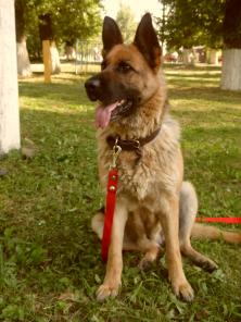 Найдена немецкая овчарка