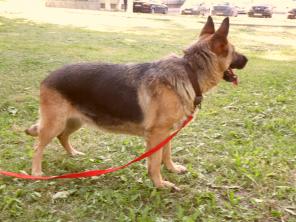 Найдена немецкая овчарка