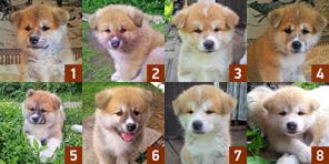 Щенки японской акита-ину