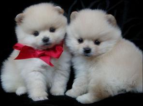 ���� ��������� ������� ������