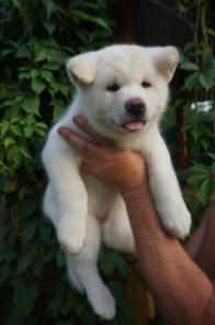 ����� �����-��� (������) � ������