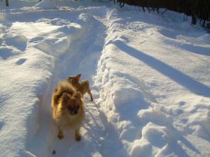 ��������� ����������� ����