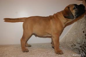 ���������� ����������� ����� �����������