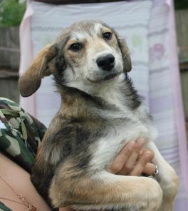 Прекрасная Берта в добрые руки :)