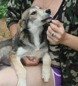 Прекрасная Берта в добрые руки :)