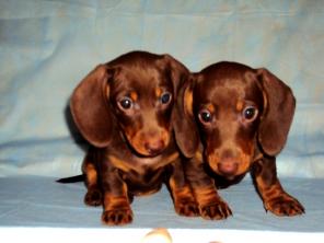 Таксы шоколадные мальчики.Недорого.Срочно!