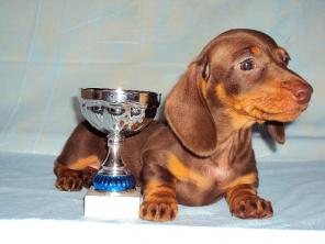 Таксы шоколадные мальчики.Недорого.Срочно!