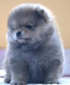 ����� ������������ �����