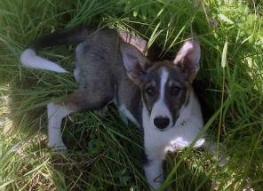 Султан ждёт свою Хюрем.