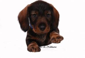 �����  �����  �����������  ��������������