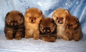 ���� ��������� ������� ������