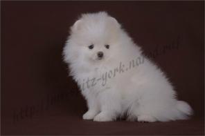 ��������� ����� �����