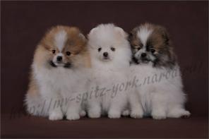 ��������� ����� �����