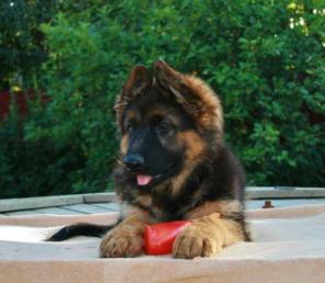 Щенки длинношерстной немецкой овчарки