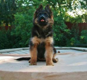 Щенки длинношерстной немецкой овчарки