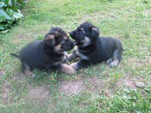 ������ ������ ��������-����������� �������