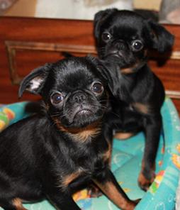 ����� ��� ��������� (�������)