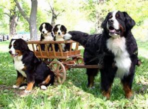 Бернский Зенненхунд щенки от питомника РКФ